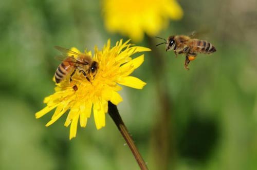 Ong Mật hút mật hoa