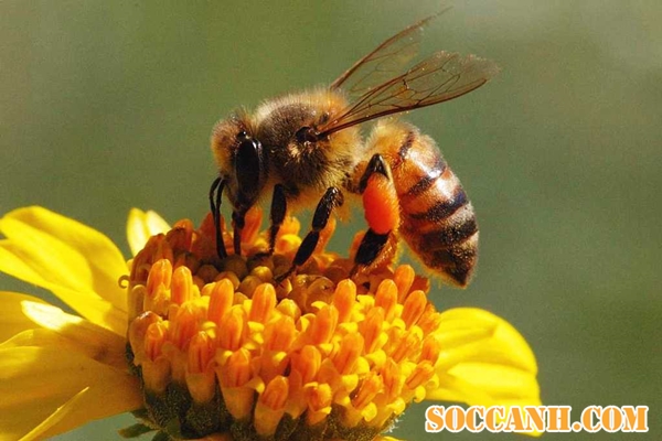 bật mí đời sống loài ong 2